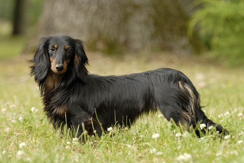 photo chien: Teckel à poil long
